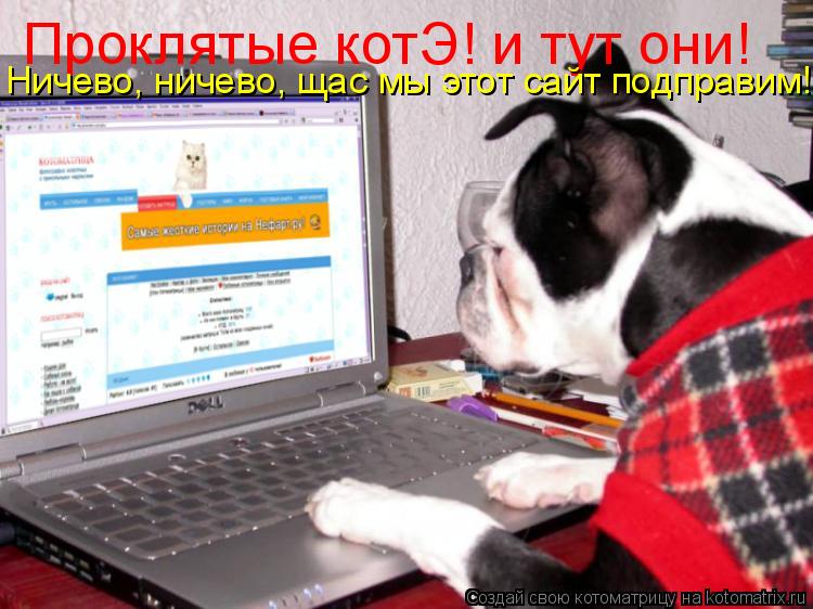 Котоматрица: Проклятые котЭ! и тут они!  Ничево, ничево, щас мы этот сайт подправим!