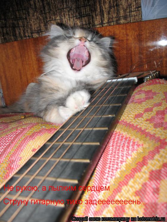 Котоматрица: Не рукою, а пылким сердцем Струну гитарную тихо задеееееееень...