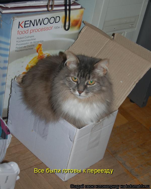 Котоматрица: Все были готовы к переезду