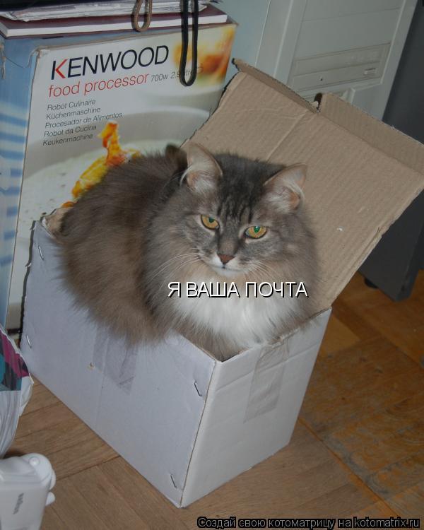 Котоматрица: Я ВАША ПОЧТА