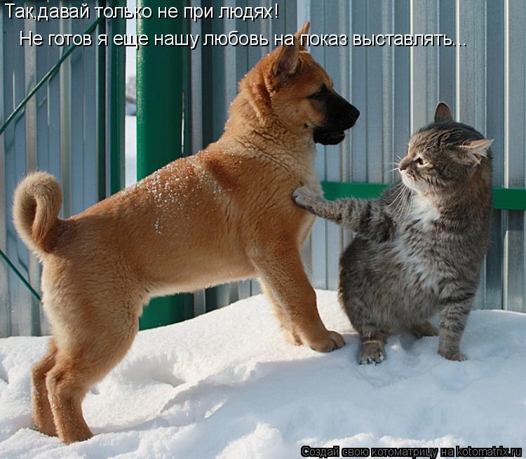 Котоматрица: Так,давай только не при людях! Не готов я еще нашу любовь на показ выставлять...