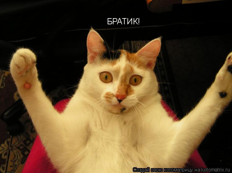 Котоматрица: БРАТИК!