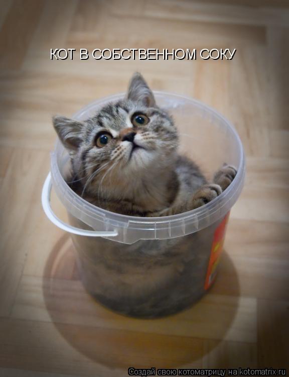 Котоматрица: КОТ В СОБСТВЕННОМ СОКУ
