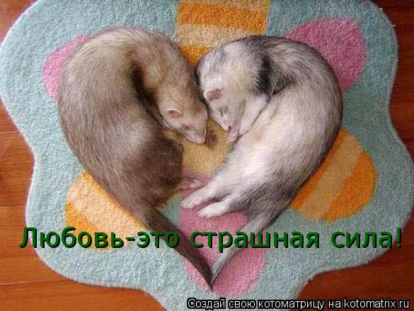 Любовь-это страшная сила!... Котоматрица: Любовь-это страшная сила!