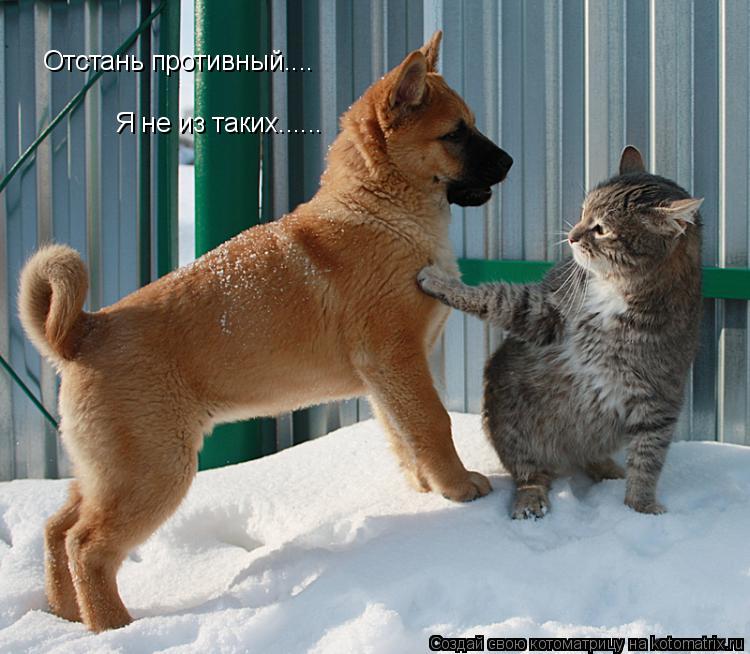 Отстань противный.... Я не из таких......... Котоматрица: Отстань противный.... Я не из таких......