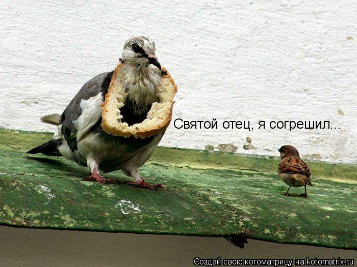 Святой отец, я согрешил...... Котоматрица: Святой отец, я согрешил...
