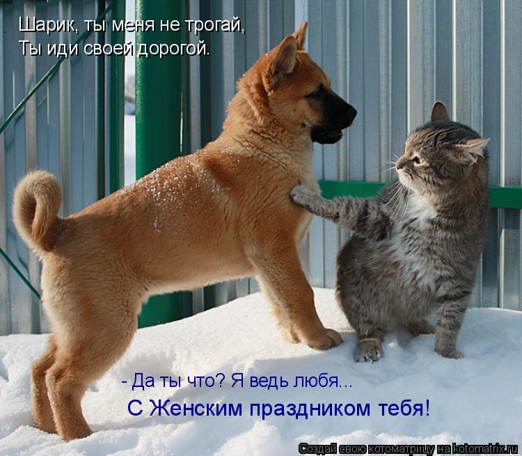 Шарик, ты меня не трогай, Ты иди своей дорогой. - Да ты что? Я ведь любя... С Женским праздником тебя... Котоматрица: Шарик, ты меня не трогай, Ты иди своей дорогой. - Да ты что? Я ведь любя... С Женским праздником тебя!