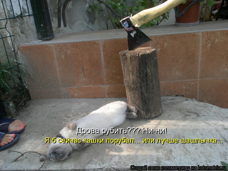 Дрова рубить??? Ни-ни! Я б сейчас кашки порубал... или лучше шашлычка...... Котоматрица: Дрова рубить??? Ни-ни! Я б сейчас кашки порубал... или лучше шашлычка...