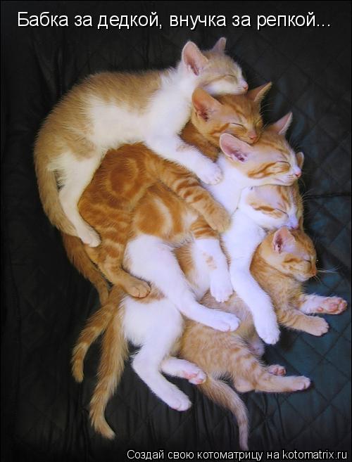Бабка за дедкой, внучка за репкой...... Котоматрица: Бабка за дедкой, внучка за репкой...