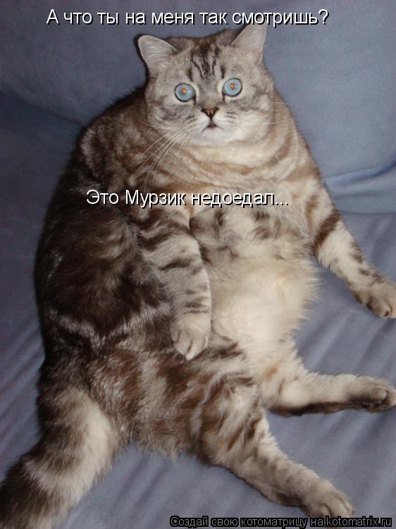 А что ты на меня так смотришь? Сами виноват Это Мурзик недоедал...... Котоматрица: А что ты на меня так смотришь? Сами виноват Это Мурзик недоедал...