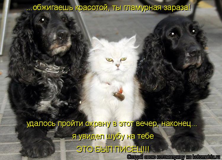 ...обжигаешь красотой, ты гламурная зараза! удалось пройти охрану в этот вечер, наконец... я увидел ш... Котоматрица: ...обжигаешь красотой, ты гламурная зараза! удалось пройти охрану в этот вечер, наконец... я увидел шубу на тебе ЭТО БЫЛ ПИСЕЦ!!!