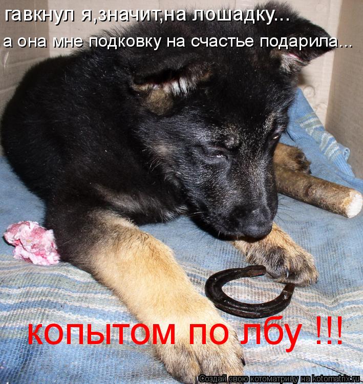 гавкнул я,значит,на лошадку... копытом по лбу !!! а она мне подковку на счастье подарила...... Котоматрица: гавкнул я,значит,на лошадку... копытом по лбу !!! а она мне подковку на счастье подарила...