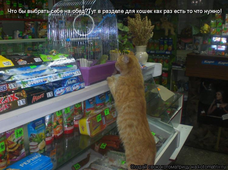 Что бы выбрать себе на обед?Тут в разделе для кошек как раз есть то что нужно!... Котоматрица: Что бы выбрать себе на обед?Тут в разделе для кошек как раз есть то что нужно!