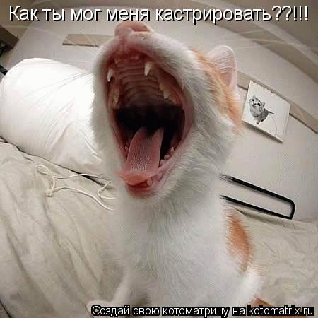 Как ты мог меня кастрировать??!!!... Котоматрица: Как ты мог меня кастрировать??!!!
