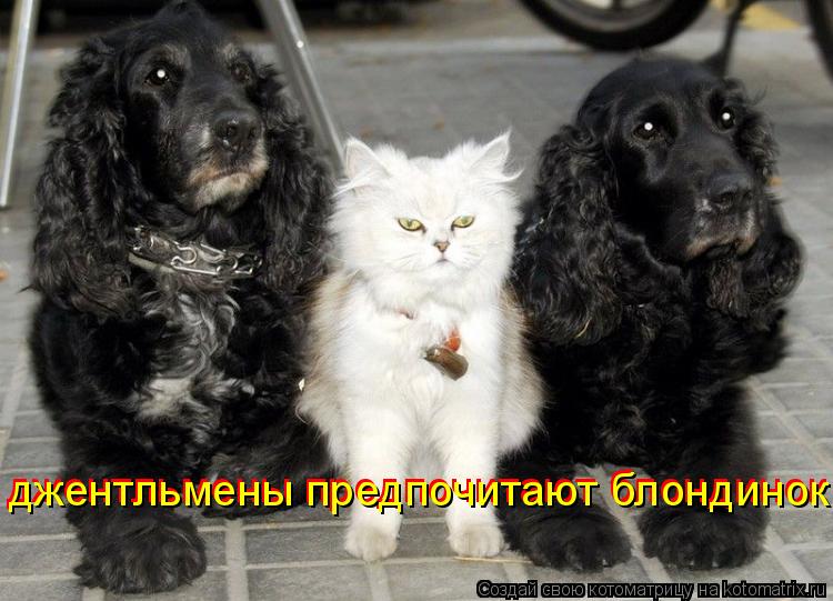 джентльмены предпочитают блондинок джентльмены предпочитают блондинок... Котоматрица: джентльмены предпочитают блондинок джентльмены предпочитают блондинок