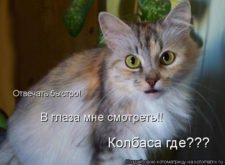 Отвечать быстро! Колбаса где??? В глаза мне смотреть!!... Котоматрица: Отвечать быстро! Колбаса где??? В глаза мне смотреть!!