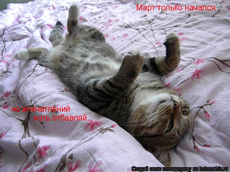 Котоматрица: Март только начался но впечатлений хоть отбавляй...