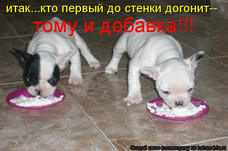 итак...кто первый до стенки догонит-- тому и добавка!!!... Котоматрица: итак...кто первый до стенки догонит-- тому и добавка!!!