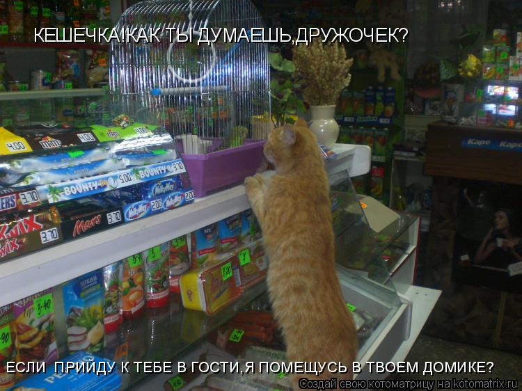 КЕШЕЧКА!КАК ТЫ ДУМАЕШЬ,ДРУЖОЧЕК? ЕСЛИ ПРИЙДУ К ТЕБЕ В ГОСТИ,Я ПОМЕЩУСЬ В ТВОЕМ ДОМИКЕ?... Котоматрица: КЕШЕЧКА!КАК ТЫ ДУМАЕШЬ,ДРУЖОЧЕК? ЕСЛИ ПРИЙДУ К ТЕБЕ В ГОСТИ,Я ПОМЕЩУСЬ В ТВОЕМ ДОМИКЕ?