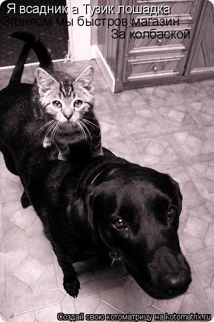Я всадник а Тузик лошадка Згоняем мы быстров магазин За колбаской... Котоматрица: Я всадник а Тузик лошадка Згоняем мы быстров магазин За колбаской