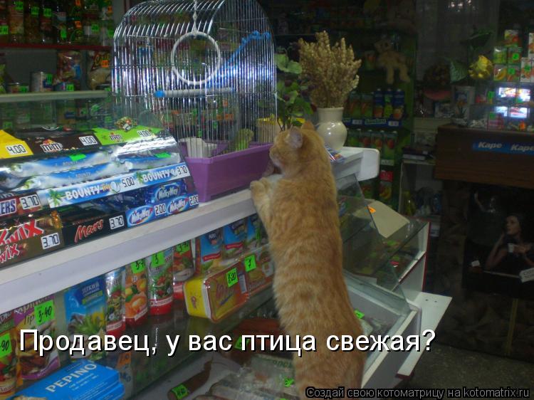 Котоматрица: Продавец, у вас птица свежая?