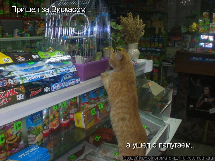 Пришел за Вискасом а ушел с папугаем..... Котоматрица: Пришел за Вискасом а ушел с папугаем..