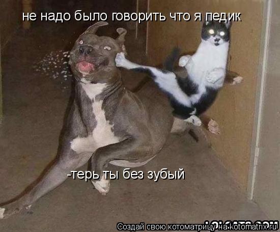 не надо было говорить что я педик -терь ты без зубый... Котоматрица: не надо было говорить что я педик -терь ты без зубый