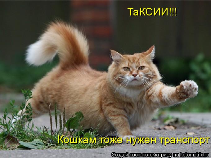 ТаКСИИ!!! Кошкам тоже нужен транспорт!... Котоматрица: ТаКСИИ!!! Кошкам тоже нужен транспорт!