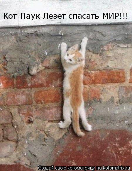 Кот-Паук Лезет спасать МИР!!!... Котоматрица: Кот-Паук Лезет спасать МИР!!!