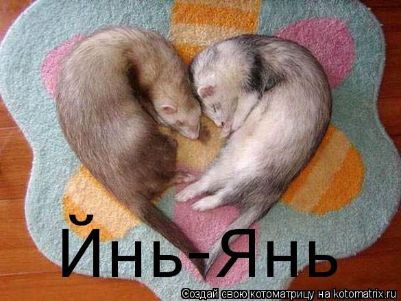 Йнь-Янь... Котоматрица: Йнь-Янь