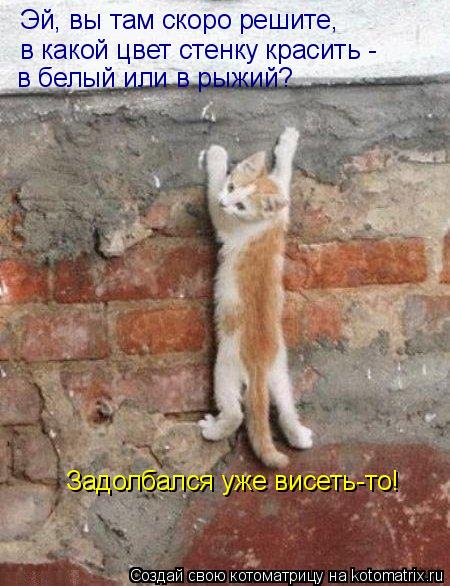 Эй, вы там скоро решите, в какой цвет стенку красить - в белый или в рыжий? Задолбался уже висеть-то... Котоматрица: Эй, вы там скоро решите, в какой цвет стенку красить - в белый или в рыжий? Задолбался уже висеть-то!