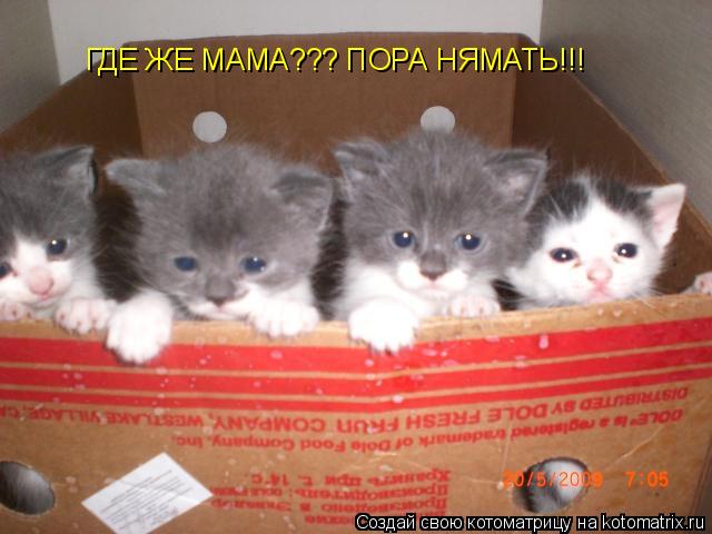 ГДЕ ЖЕ МАМА??? ПОРА НЯМАТЬ!!!... Котоматрица: ГДЕ ЖЕ МАМА??? ПОРА НЯМАТЬ!!!