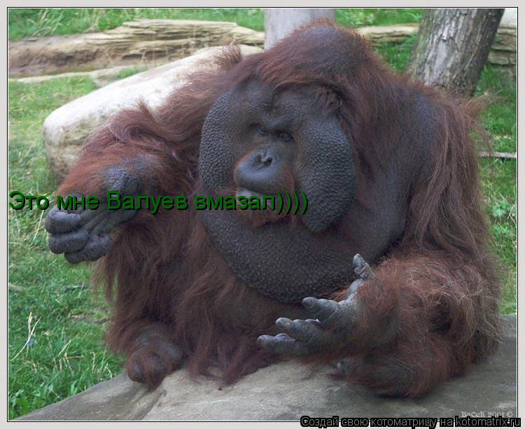 Это мне Валуев вмазал))))... Котоматрица: Это мне Валуев вмазал))))