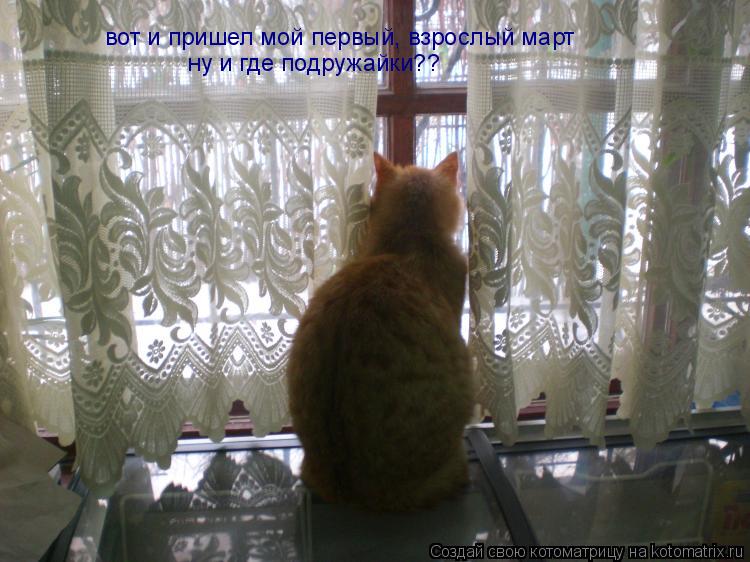 вот и пришел мой первый, взрослый март ну и где подружайки??... Котоматрица: вот и пришел мой первый, взрослый март ну и где подружайки??