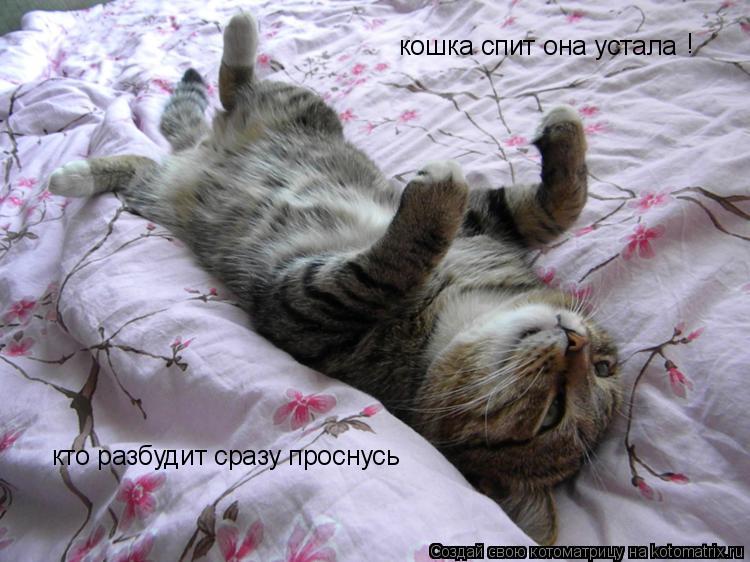 Котоматрица: кошка спит она устала  ! кто разбудит сразу проснусь