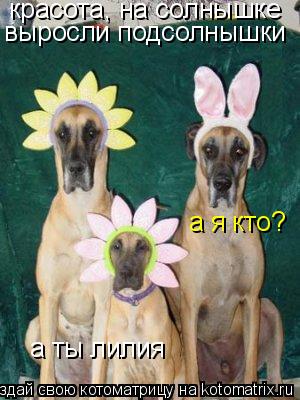 Котоматрица: красота, на солнышке  выросли подсолнышки а я кто? а ты лилия