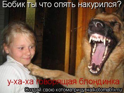 Котоматрица: Бобик ты что опять накурился? у-ха-ха говорящая блондинка