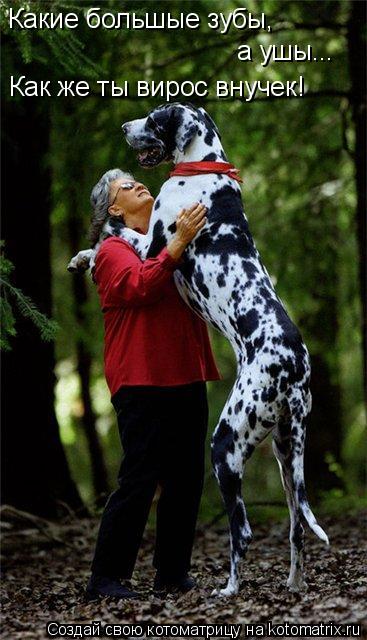 Котоматрица: Какие большые зубы,  а ушы... Как же ты вирос внучек!