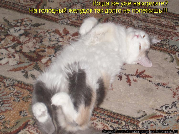 Котоматрица: Когда же уже накормите? На голодный желудок так долго не полежишь!!!