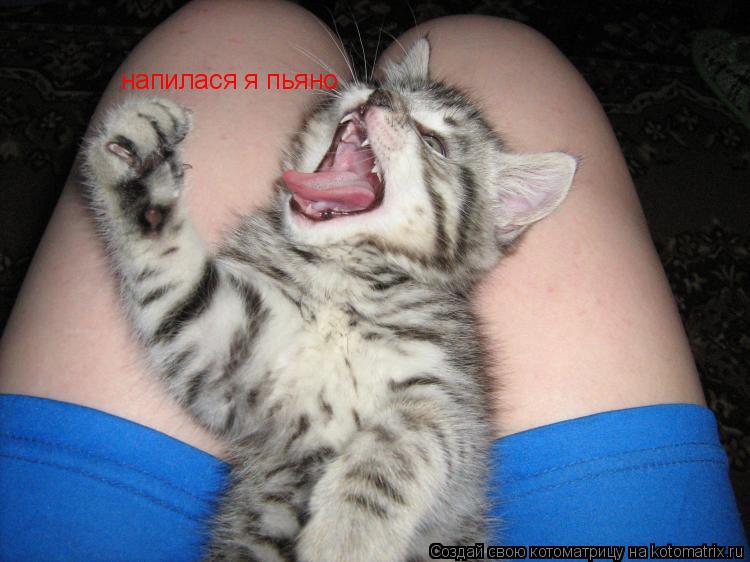 Котоматрица: напилася я пьяно