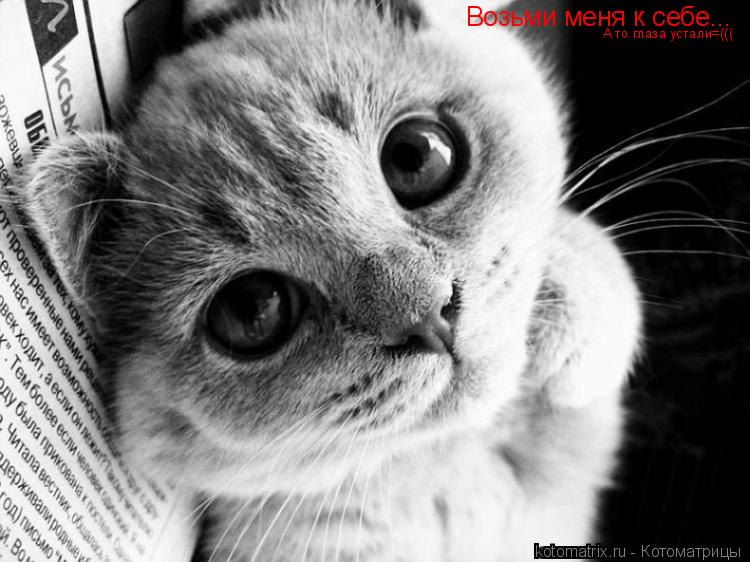 Котоматрица: Возьми меня к себе... А то глаза устали=(((
