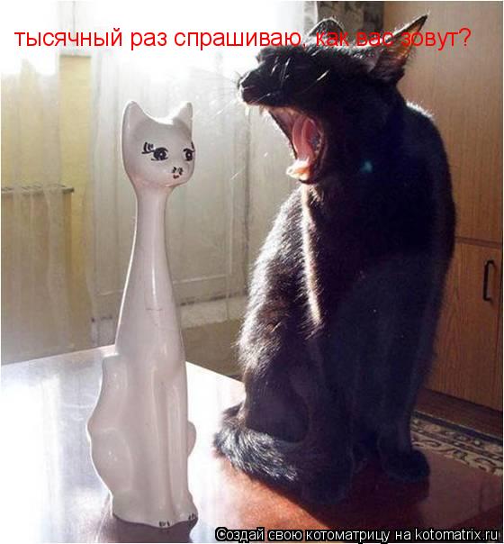 Котоматрица: тысячный раз спрашиваю, как вас зовут?
