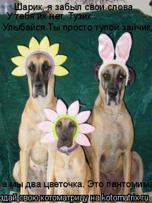 Котоматрица: Шарик, я забыл свои слова У тебя их нет, Тузик. Улыбайся.Ты просто тупой зайчик, а мы два цветочка. Это пантомима
