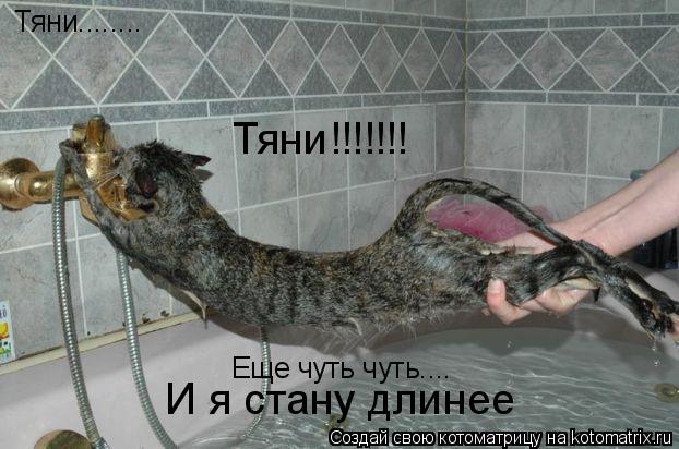 Котоматрица: Тяни........ Тяни!!!!!!! Еще чуть чуть.... И я стану длинее