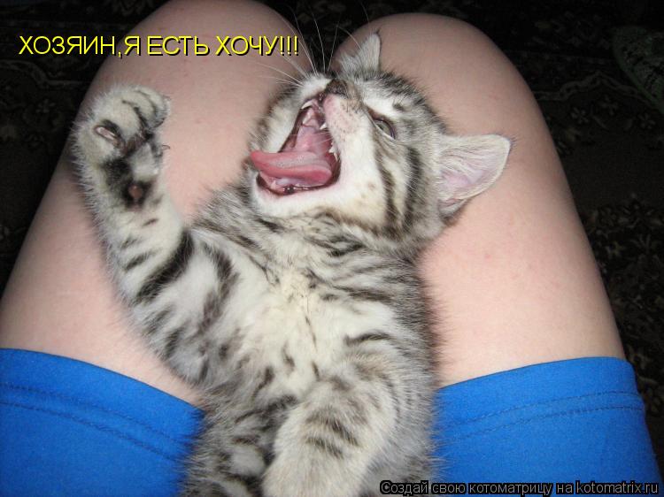 Котоматрица: ХОЗЯИН,Я ЕСТЬ ХОЧУ!!!