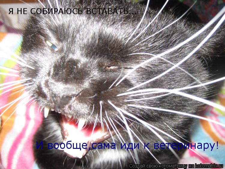 Котоматрица: Я НЕ СОБИРАЮСЬ ВСТАВАТЬ... И вообще,сама иди к ветеринару!