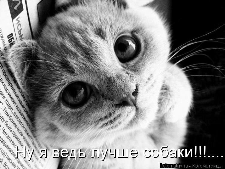 Котоматрица: Ну я ведь лучше собаки!!!.....
