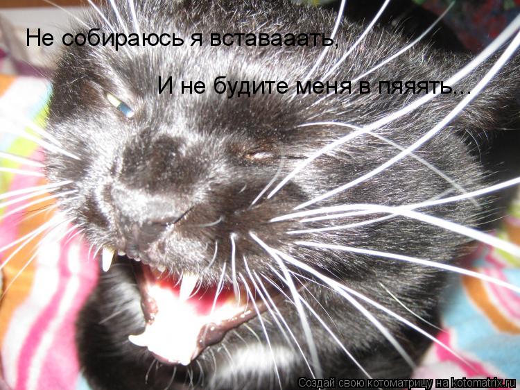 Котоматрица: Не собираюсь я вставааать, Не собираюсь я вставааать, И не будите меня в пяяять...