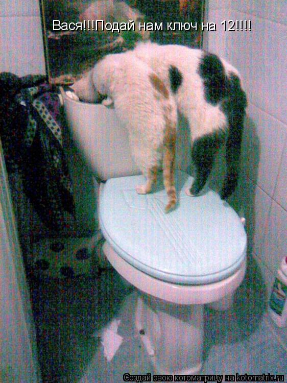 Котоматрица: Вася!!!Подай нам ключ на 12!!!!
