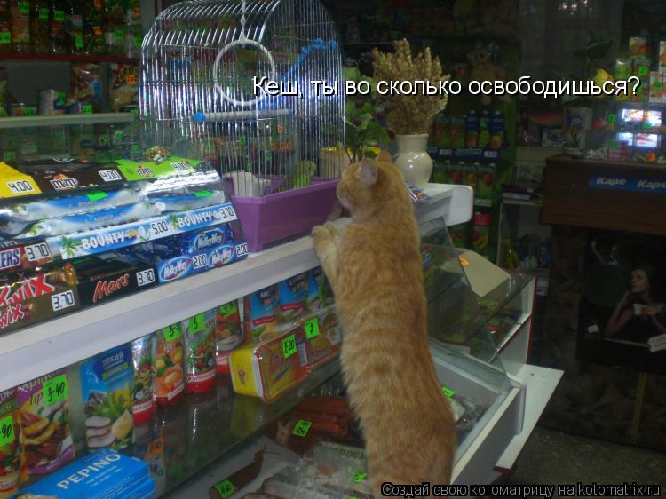 Котоматрица: Кеш, ты во сколько освободишься?